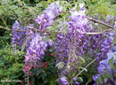 Chinese Wisteria